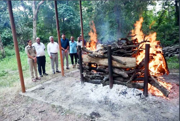संजय टाईगर रिजर्व के बाद व्हाईट टाईगर सफारी के बाघ की हुई मौत, टीपू के मौत का कारण बताया गया किडनी का खराब होना